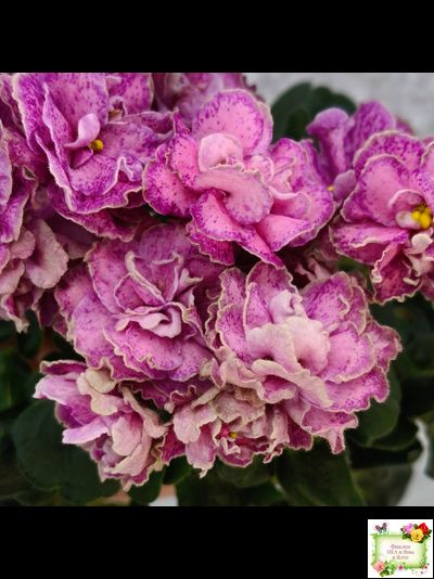 АВ-Шиповник (Фиалковод) 2021 г. (лист посажен 26.01.26)