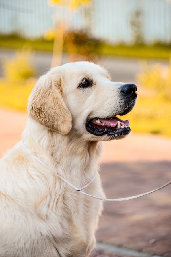 Шелли / Русское Золото Шелен Белла, 3 г