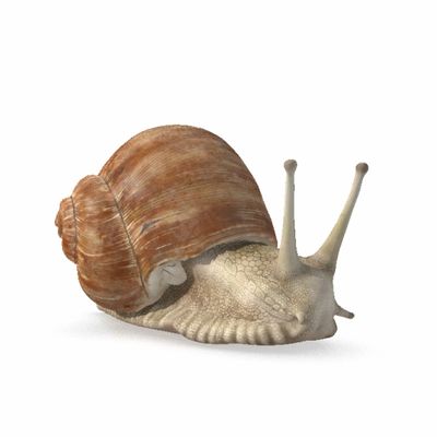 улитки Улитка Snail 2