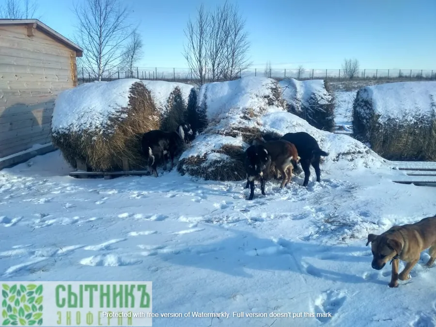 Приезжайте зимой к нам на ферму