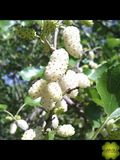 ШЕЛКОВИЦА "СМУГЛЯНКА"