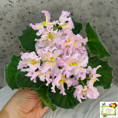 РМ-Солнечное Конфетти (Н. Скорнякова) 2022 г.