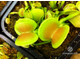 Dionaea muscipula Green wizard