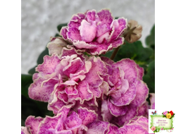 АВ-Шиповник (Фиалковод) 2021 г. (гёрл-листва)