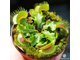 Dionaea muscipula Yellow