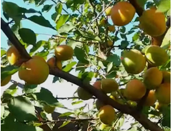 Абрикос,персик  саженцы (наличие в садовом центре)