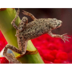 Карликовый когтеносец (Hymenochirus boettgeri)