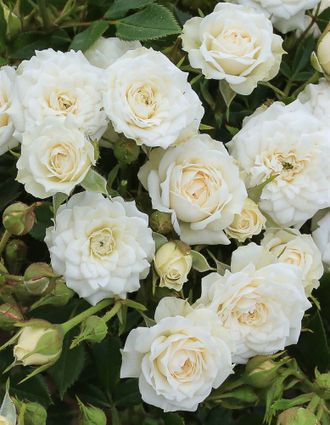 Уайт Джем (White Gem) роза