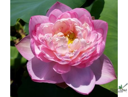 Лотос Йу Ксиа (Yue Xia)