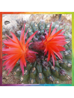 Matucana celendinensis KK 1039