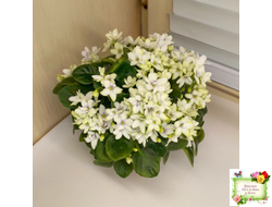 Broadway Star Trail (Селекционер неизвестен) трейлер