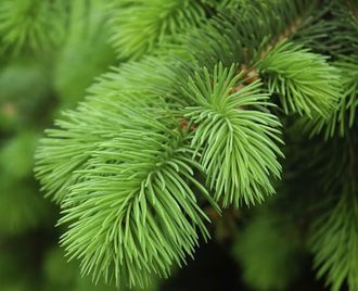 Гидролат Ели (Picea abies) 100 мл