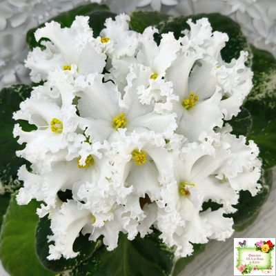 ЛИС-Поиграй Снежинками (Л. Сергеева) 2024 г.