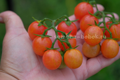 Томат Gajo Mellon (Ломтик дыни), 10 шт