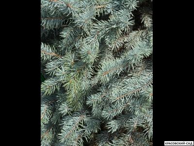 Ель Супер Блю Сидлинг - Super Blue Seedling