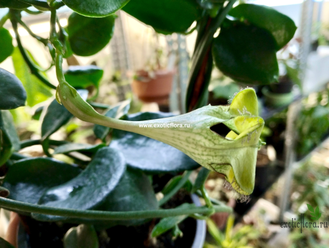 Церопегия Сандерсона / Ceropegia sandersonii