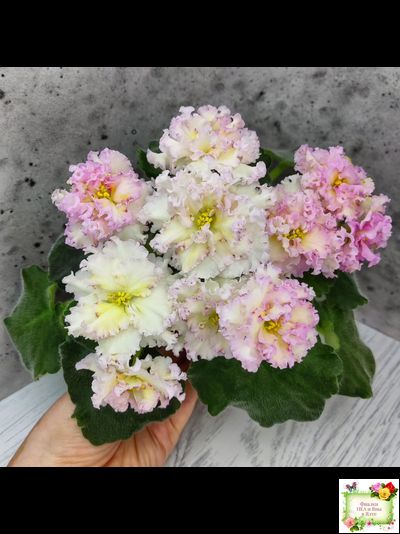 ЛЕ-Злато Скифов (Е. Лебецкая) 2015 г.