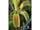 Dionaea muscipula Louchapates