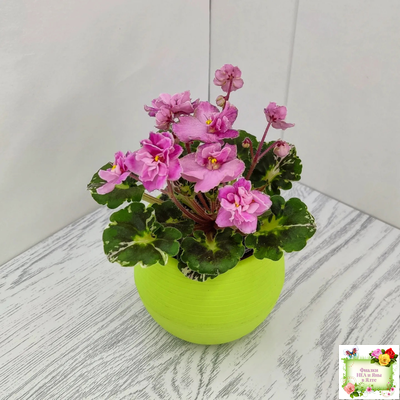 Snuggles Little Girl (S. Sorano) (пестролистный гёрл)