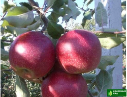 Яблоня "Красная Горка"