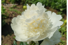 Принцесса Брайт