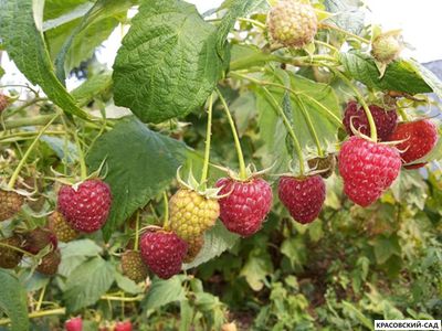 Малина Таганка ремонтантная