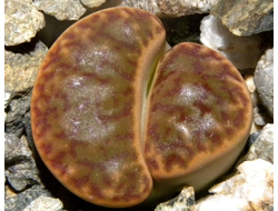 Lithops bromfieldii v.insularis  - 10 семян