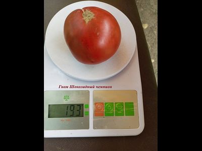 Томат Гном Шоколадный чемпион (Dwarf Chocolate champion)