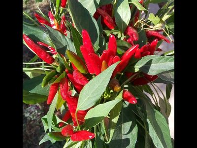 Перец острый Кайенский красный