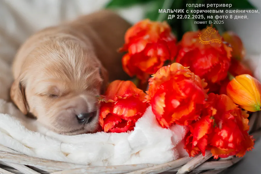 Мальчик с КОРИЧНЕВЫМ ошейничком, 8 дней