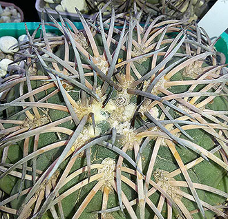 Gymnocalycium spegazzinii VG-1387 (D=15-18мм)