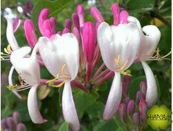 Жимолость вьющаяся "Серотина"