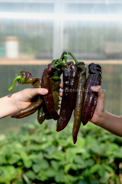 Перец сладкий Ramiro Chocolate (Рамиро Шоколадный), 10 шт