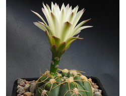 Gymnocalycium volskyi ssp.angulatum GF 353 - 5 семян