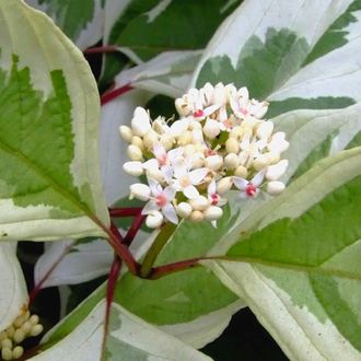 Элегантиссима дерен белый (Cornus alba Elegantissima)-3л