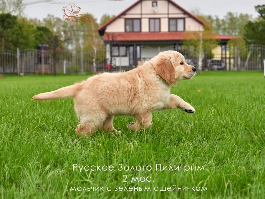 2 месяца. Мальчик ЗЕЛЕНЫЙ ошейничек