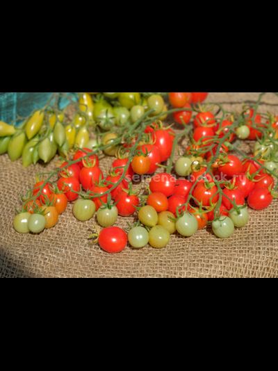 Томат-черри Лилина Коса, 10 шт