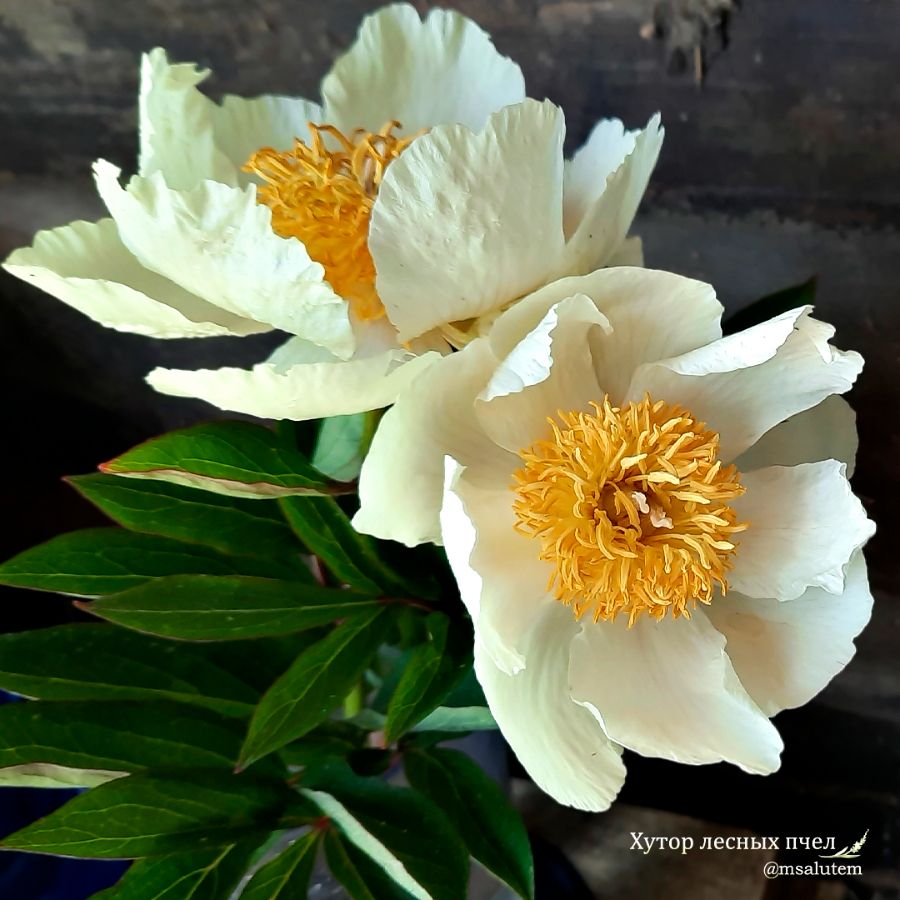 Paeonia Claire de lune Пион Клэр де Лун Лунный Свет