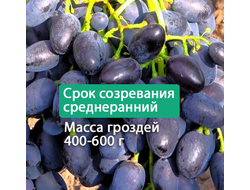 Надежда АЗОС
