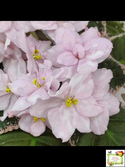 Rivermist Pearls (J. Baker) (10974) 04/13/2018