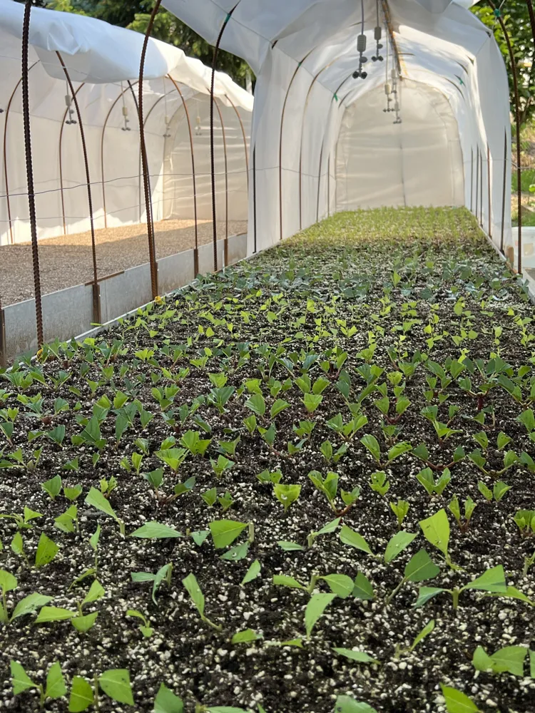 Зеленое черенкование