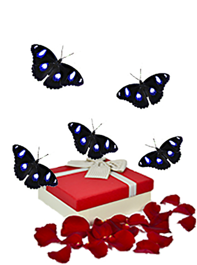 Салют 5 бабочек одного вида