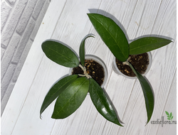 13/12/2024 hoya amoena