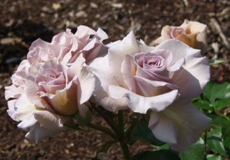 Стивен Руло (Stephen Rulo)