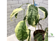 CLERODENDRUM WALLICHII ALBOMARGINATA / Клеродендрум Уоллиса альбомаргината