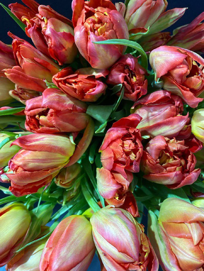 Тюльпаны пионовидные 35 шт