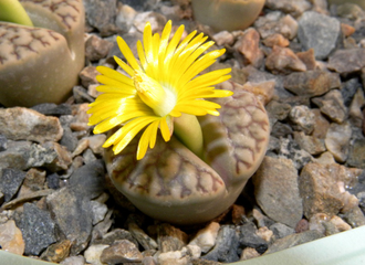 Lithops bromfieldii v.mennellii C283 - 10 семян