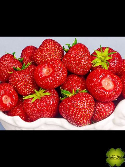 КЛУБНИКА "ЗЕНГА-ЗЕНГАНА) (СРЕДНЕСПЕЛАЯ, НЕПРИХОТЛИВАЯ, ВКУСНАЯ) Р9