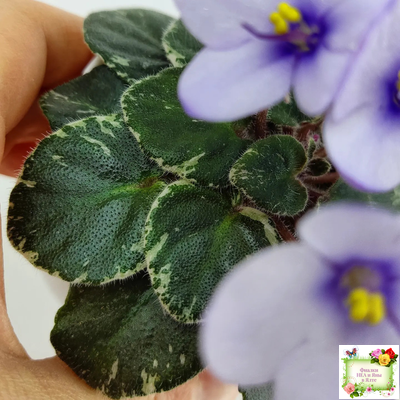 Smitten Kitten (LLG/S.Sorano) 03/22/2008 (9956)