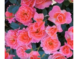 Роза Ай эм Макмиллан (I Am Macmillan) ОКС, Россия